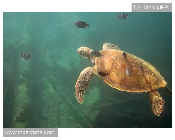 足球绿龟的奇幻旅程探索绿龟在足球世界中的独特魅力与精彩故事